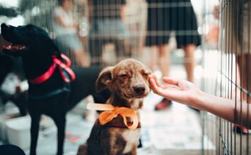 Kennel klatka, czyli trzymanie psa w klatce – dlaczego ludzie to robią? klatka