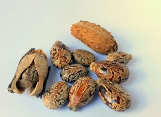 Jak często smarować paznokcie olejkiem rycynowym? Jak często smarować paznokcie olejkiem rycynowym?