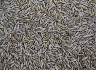 Kto produkuje Daewoo? Kto produkuje Daewoo?