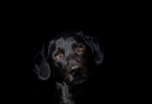 Czy można nałożyć hybrydę na tytan?