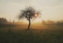 Jak szybko zagoić rany po goleniu?