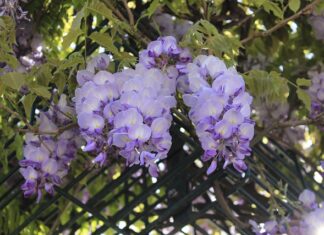 Jak zrobić utrwalacz do makijażu bez gliceryny?