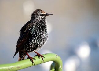 Po jakim czasie widać efekty pielęgnacji włosów? Po jakim czasie widać efekty pielęgnacji włosów?