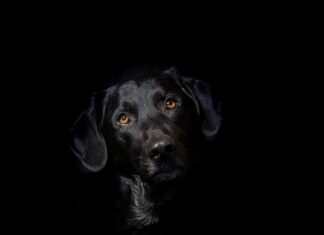 Dlaczego hybryda ściera się na końcach?