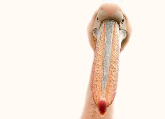 Co kryje się pod paznokciami?