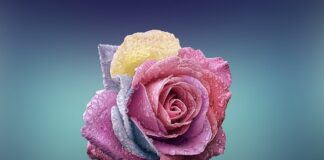 Czym się różni akryl od hybrydy?