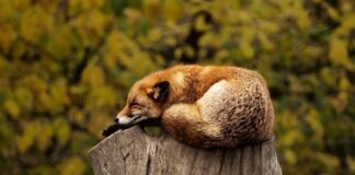 Od czego robią się czerwone usta?