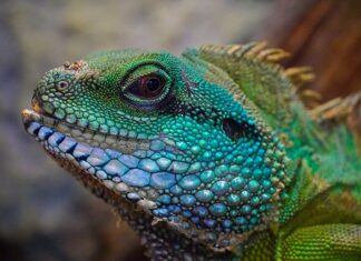 Jaki zabieg na Lupiez?