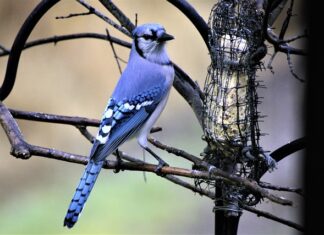 Jak pozbyć się łoju z twarzy?