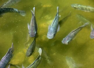 Jak często można używac Pielęgnicę do włosów? Jak często można używac Pielęgnicę do włosów?