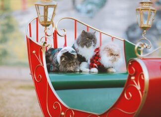 Dlaczego swetry są z akrylu?