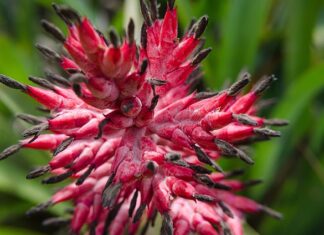 Co to znaczy wazelina?