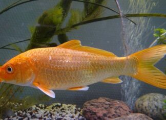 Jak długo nosić hybrydy?