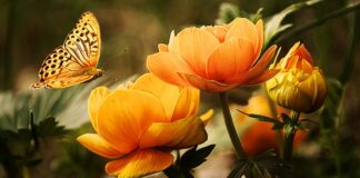 Jakie waciki do mycia pupy?