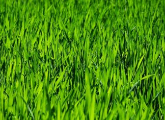 Co do pielęgnacji włosów?