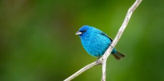 Czy Indigo to dobra firma?