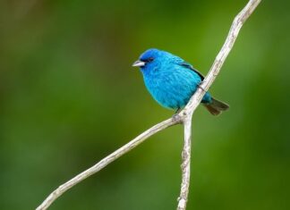 Czy Indigo to dobra firma?