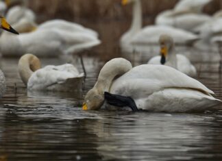 Dlaczego po goleniu swędzi skóra?