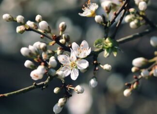 Czy dermapen jest dobry na trądzik?