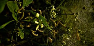 Czy po usunięciu Modzela można chodzić?