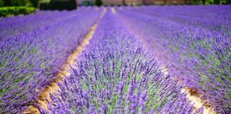 Jak zrobić french crop?