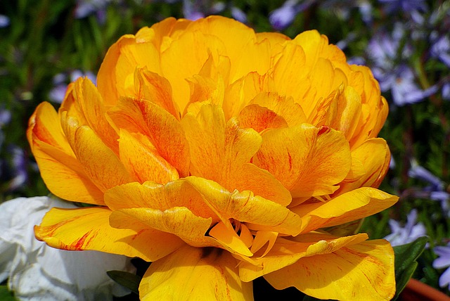 Do kogo pasuje cieniowane włosy? Do kogo pasuje cieniowane włosy?