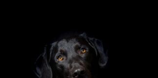 Dlaczego hybryda pęka z boku?