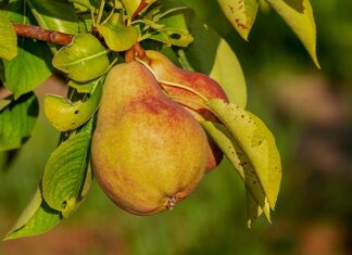 Ile trzymać odżywka proteinowa Onlybio? Ile trzymać odżywka proteinowa Onlybio?