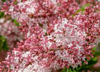Co ile wymieniać ostrza w maszynce do golenia?