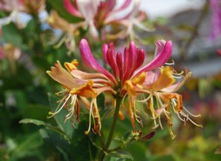 Jaka woda perfumowana dla mężczyzn?