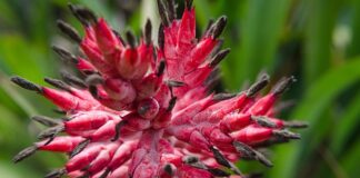 Co to jest wazelina biała?