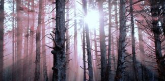 Jak odbudować spalone włosy?