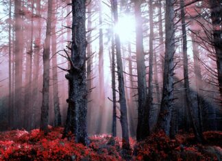 Jak odbudować spalone włosy? Jak odbudować spalone włosy?