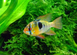 Czym się różni Pielęgnica od prostownicy?